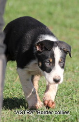 male, Smooth to medium coat, border collie puppy